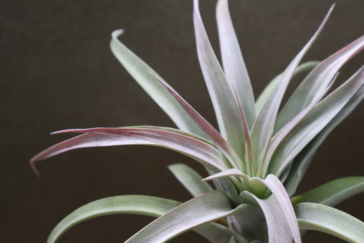 ブラキカウロス × キセログラフィカ 14号 | air-plants TENGU-DO