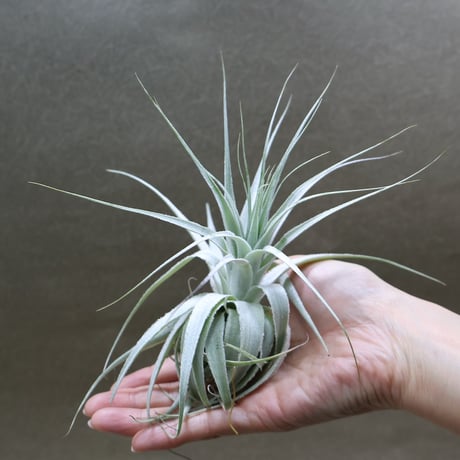 Tillandsia Ramellae 速達発送 Tillandsia Ramellae 速達発送
