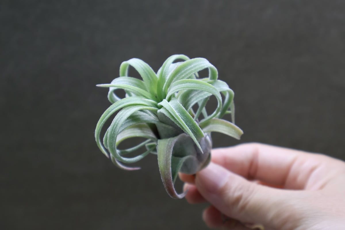 イオナンタ カーリーリーフ × ストレプトフィラ 03号 | air-plants