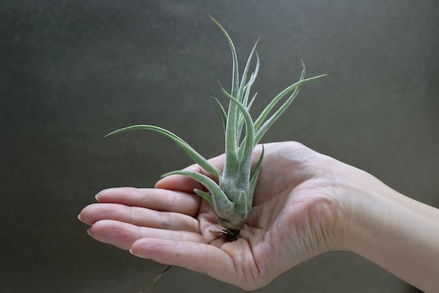 セレリアナ ×ストレプトフィラ Sサイズ04号 | air-plants TENGU-DO