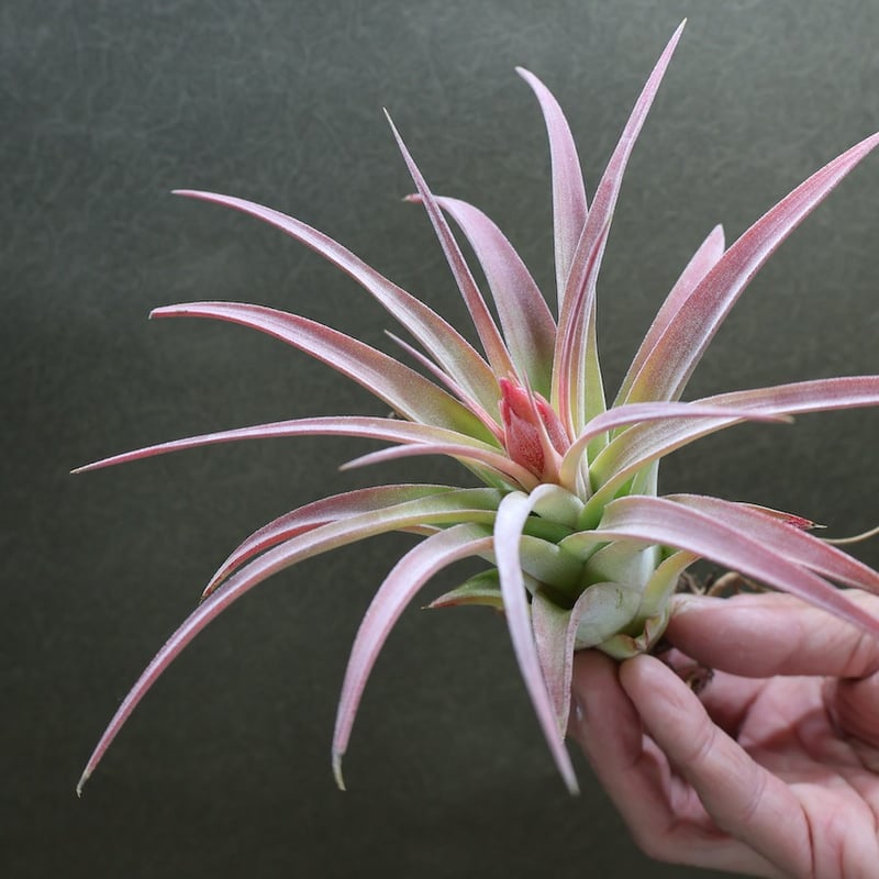 キセログラフィカ × イオナンタバンハイニンギー 01号 | air-plants