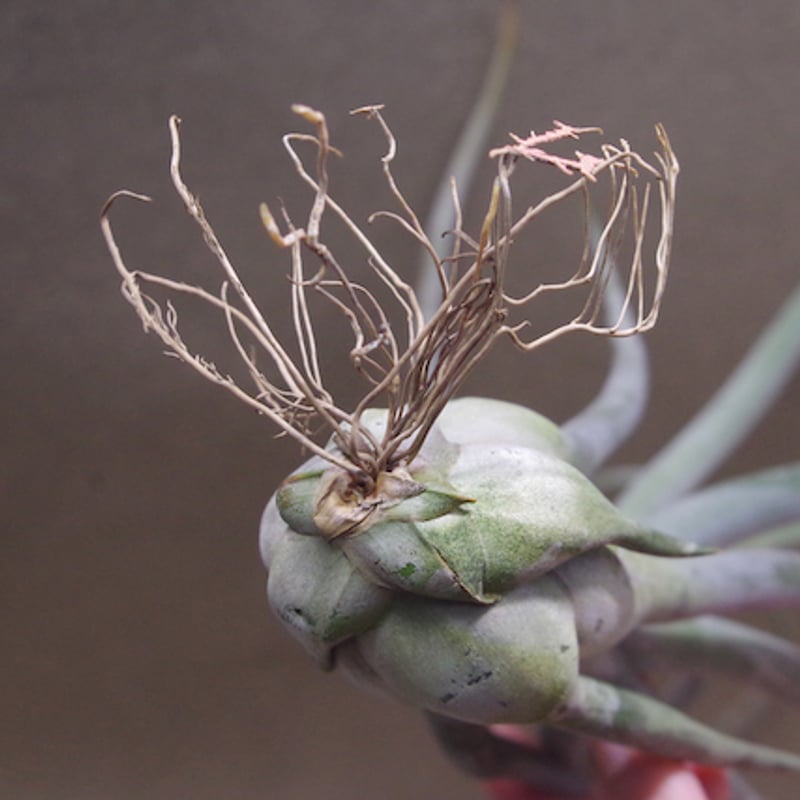 ゴルゴン 02号 | air-plants TENGU-DO