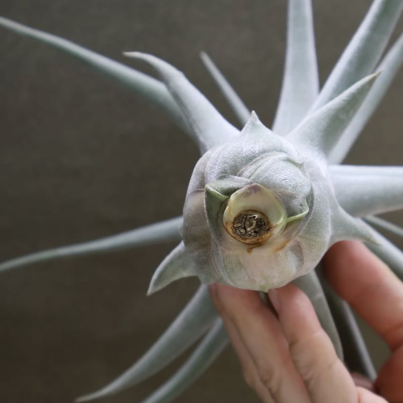 Hybrida Pro II ラジアル Hybrid Pro 2 ラジアル Hybrid Pro 2 ラジアル Srixon ZX Hybrid