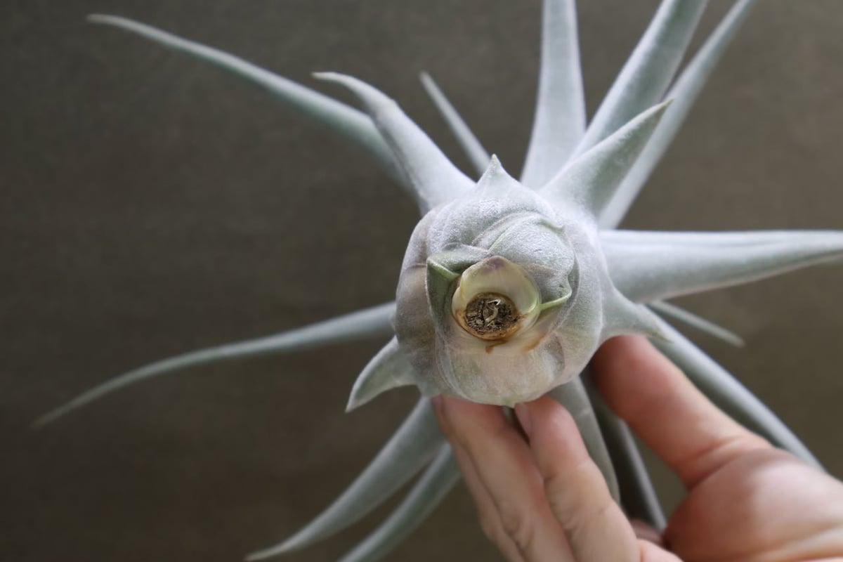 エーレルシアナ ハイブリッド 01号 | air-plants TENGU-DO