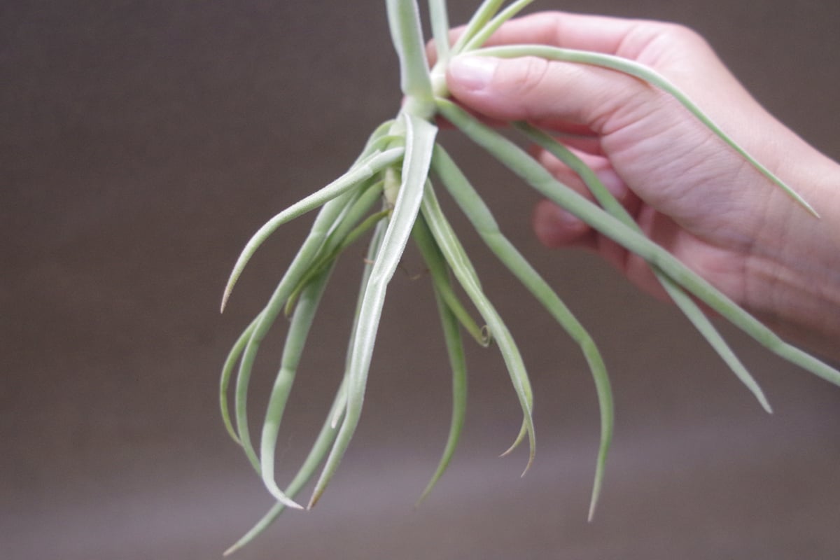 デュラティ 50号 | air-plants TENGU-DO デュラティ 50号 | air-plants TENGU-DO