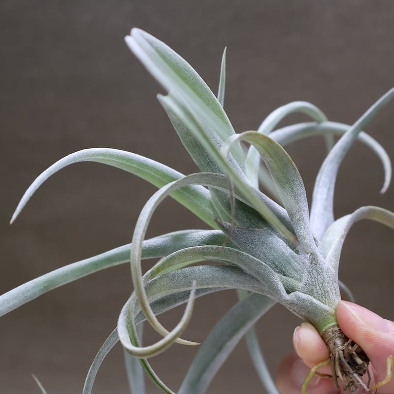 メアリーZ （ チアペンシス × ローランドゴッセリニー ）02号 | air