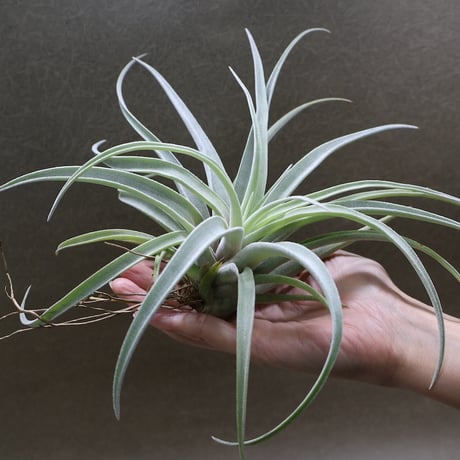 CATEGORY 品種名：E/F/G/H | air-plants TENGU-DO