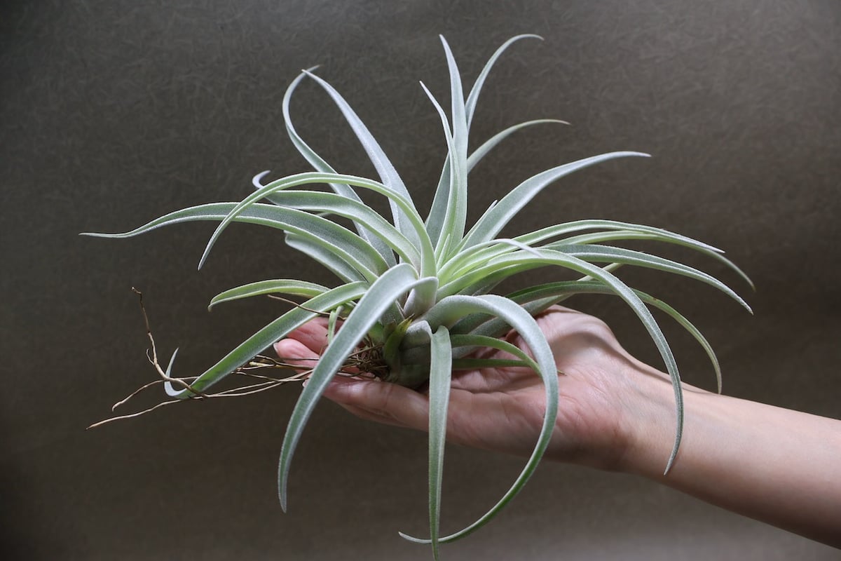 ベアコレアーレ × ハリシー 02号 | air-plants TENGU-DO