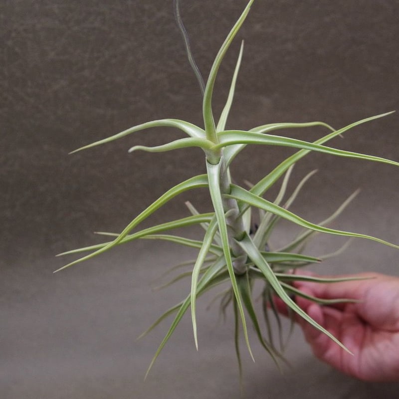 メレリアナ 01号 | air-plants TENGU-DO