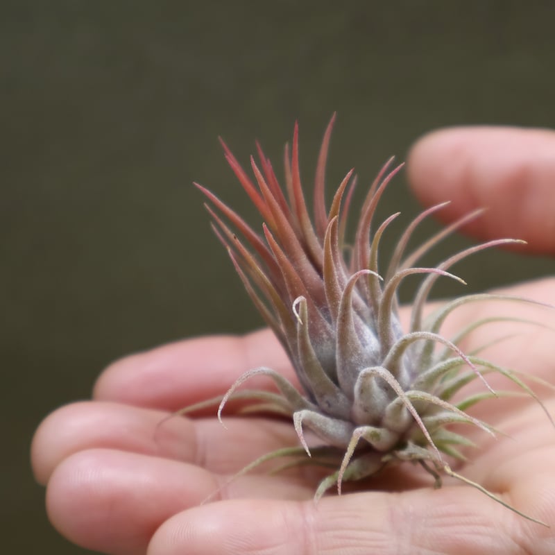 イオナンタ ロシータ 30号 | air-plants TENGU-DO