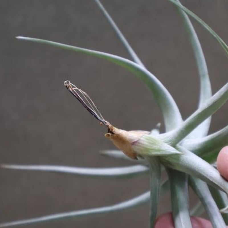 アエラントス ジャイアント 05号 | air-plants TENGU-DO