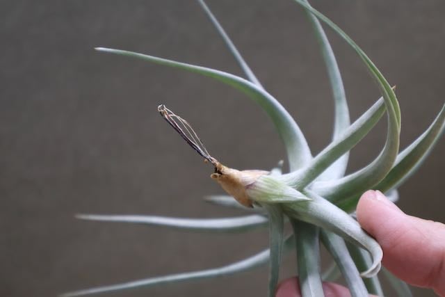 アエラントス ジャイアント 05号 | air-plants TENGU-DO