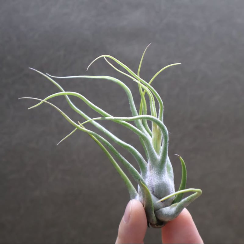 セレリアナ × ブルボーサ 08号 | air-plants TENGU-DO