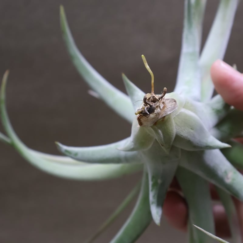チランジア キセログラフィカ × イオナンタバンハイニンギー キセログラフィカ × イオナンタバンハイニンギー 07号 | air-plants