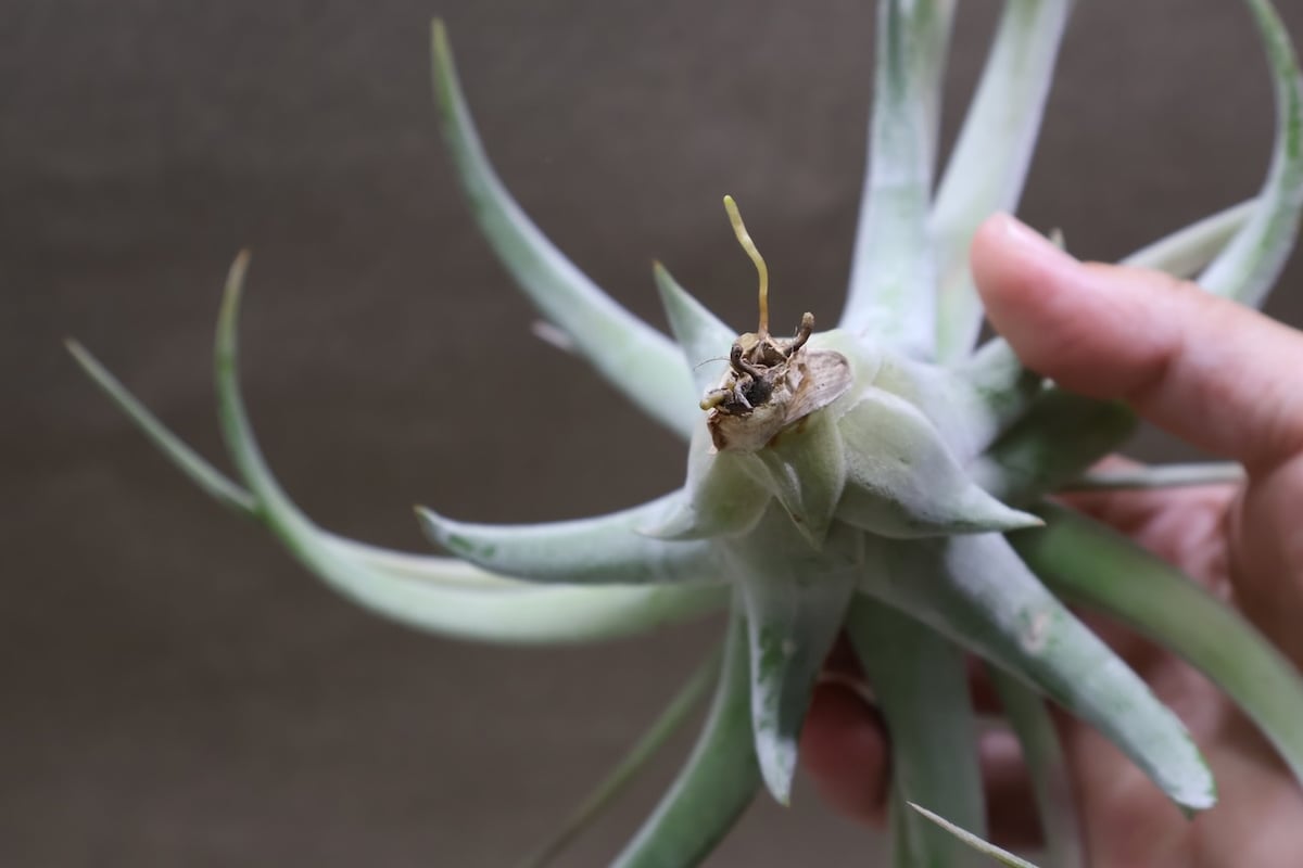 キセログラフィカ × イオナンタバンハイニンギー 07号 | air-plants