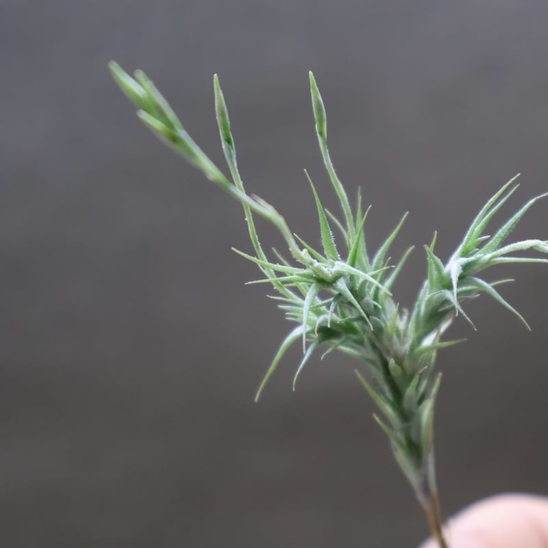 トリコレピス 20号 | air-plants TENGU-DO