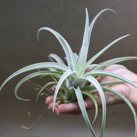 air-plants TENGU-DO