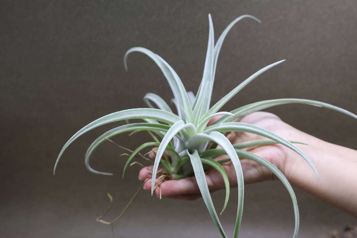 チランジア ハリシー × ベアコレアーレ ベアコレアーレ × ハリシー 01号 | air-plants TENGU-DO