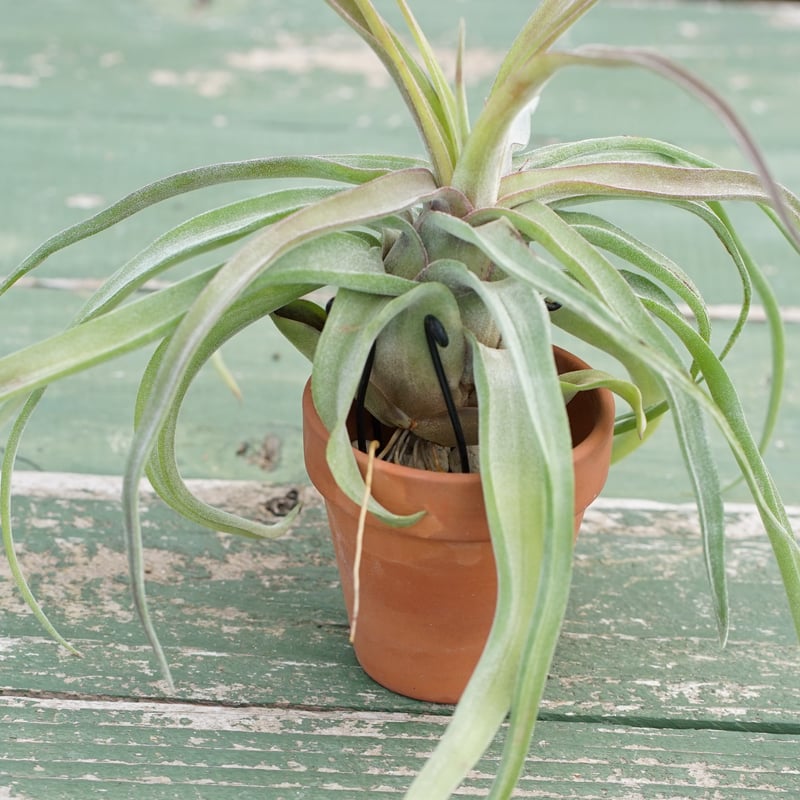 チランジア ストレプトフィラ ストレプトフィラを2ヶ月半で巨大化させてみた｜ エアープランツ巨大化計画