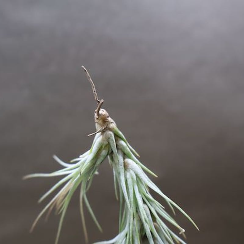 特大 チランジア フンキアナ クランプ エアープランツ フンキアナ クランプ 27号 | air-plants TENGU-DO