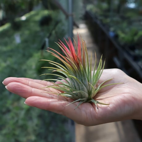 CATEGORY エアープランツ（ティランジア） | air-plants TENGU-DO