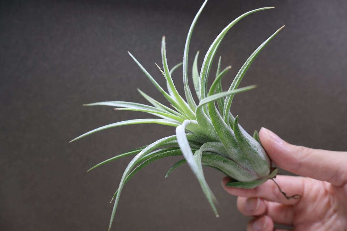 ティムズロイヤルトレジャー 01号 | air-plants TENGU-DO