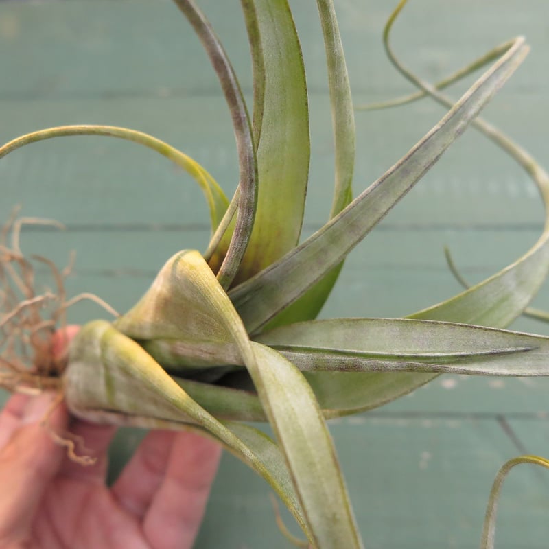 チランジア　フレクスオサ　ツイスト　ジャイアントフォーム Tropiflora エアプランツ チランジア 希少❗ フレクスオーサ ツイステッドフォーム