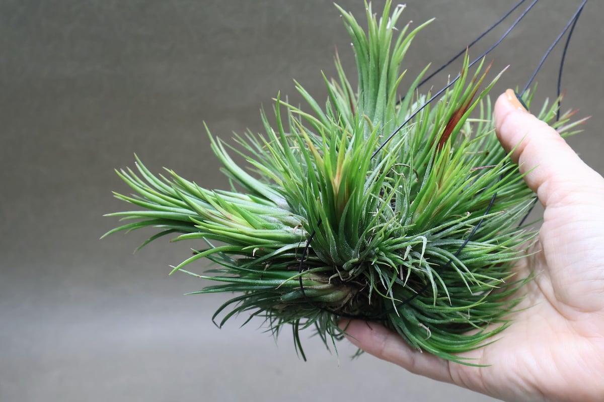 イオナンタ フエゴ クランプ 32号 | air-plants TENGU-DO