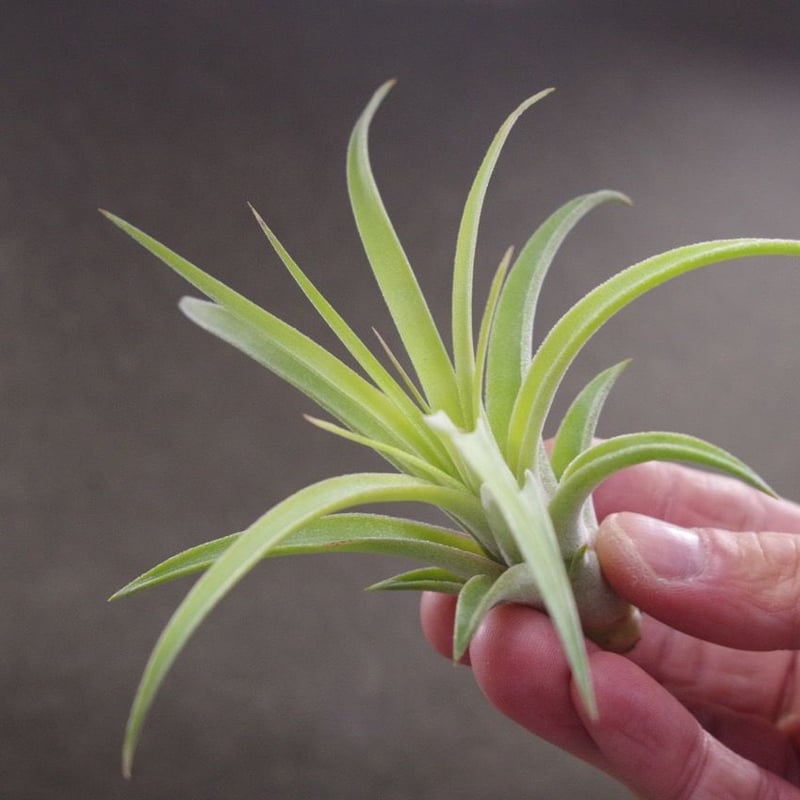 カピタータ×イオナンタ Sサイズ 06号 | air-plants TENGU-DO