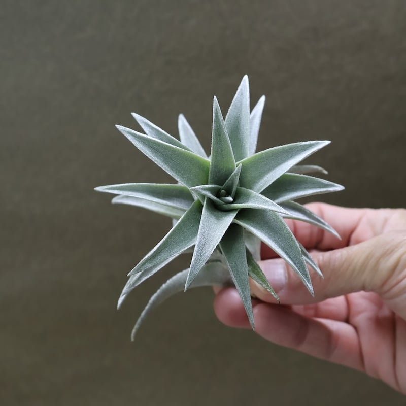 エディシアエ 70号 | air-plants TENGU-DO