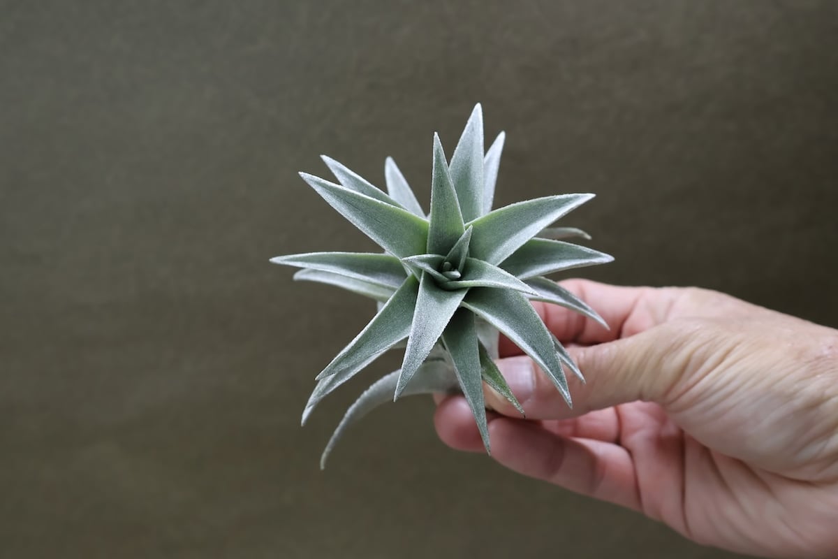 エディシアエ 70号 | air-plants TENGU-DO