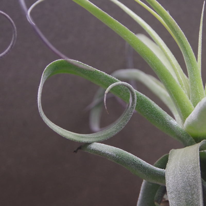 パチャラスノーフレーク 01号 | air-plants TENGU-DO