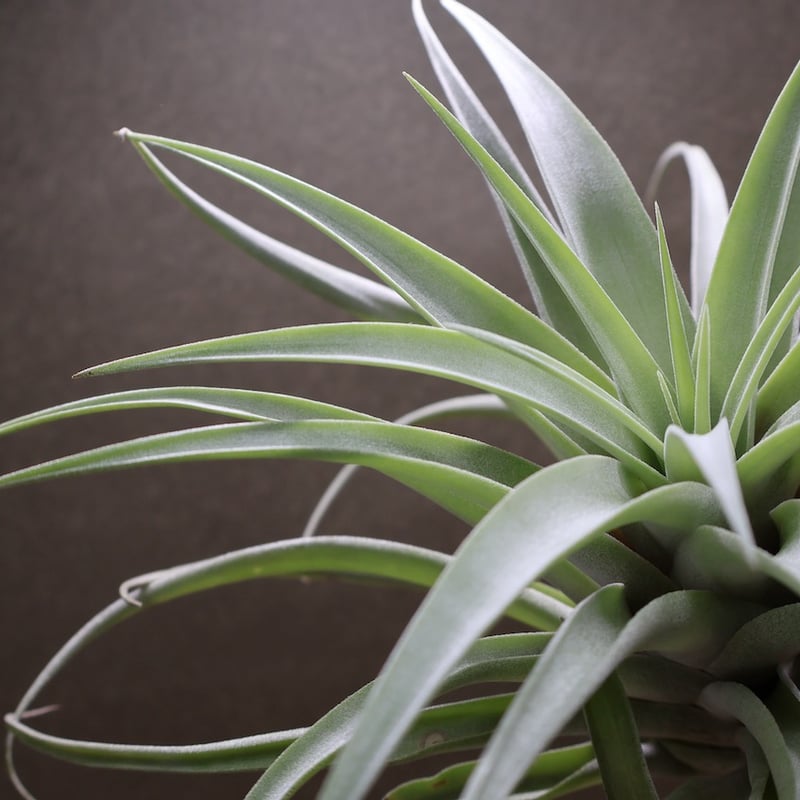 カピタータ シルバーローズ 44号 | air-plants TENGU-DO