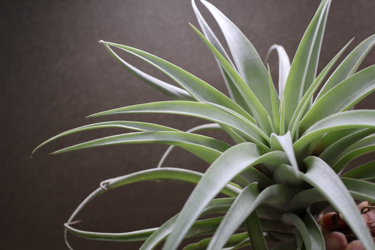 カピタータ シルバーローズ 44号 | air-plants TENGU-DO