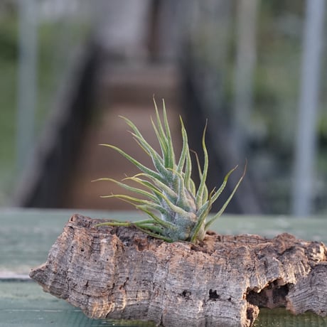 duratii 3XL Multiple Heads〔エアプランツ〕T3057 duratii 3XL Multiple Heads〔エアプランツ〕T3057