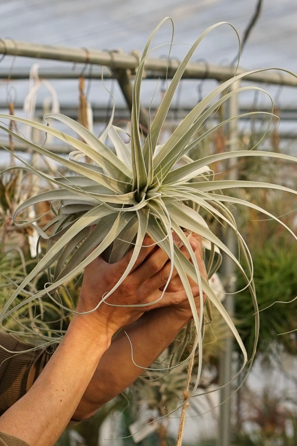 スタッフ特選】ストラミネア XXLサイズ | air-plants TENGU-DO