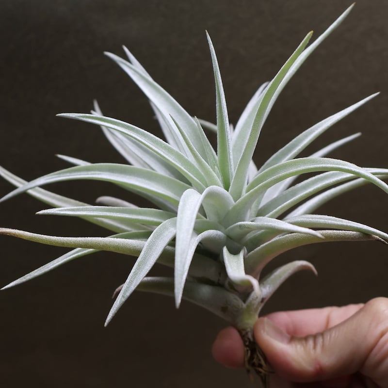 ハリシー 07号 | air-plants TENGU-DO