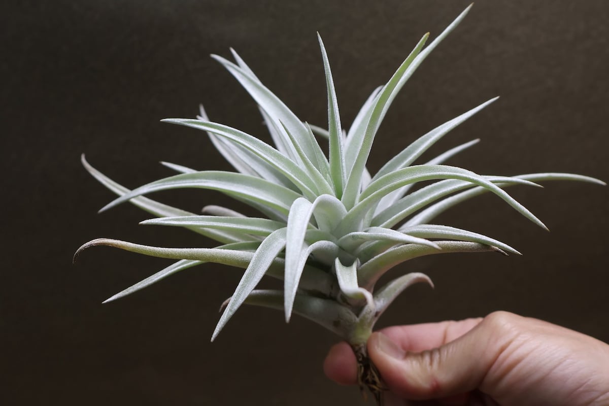 ハリシー 07号 | air-plants TENGU-DO