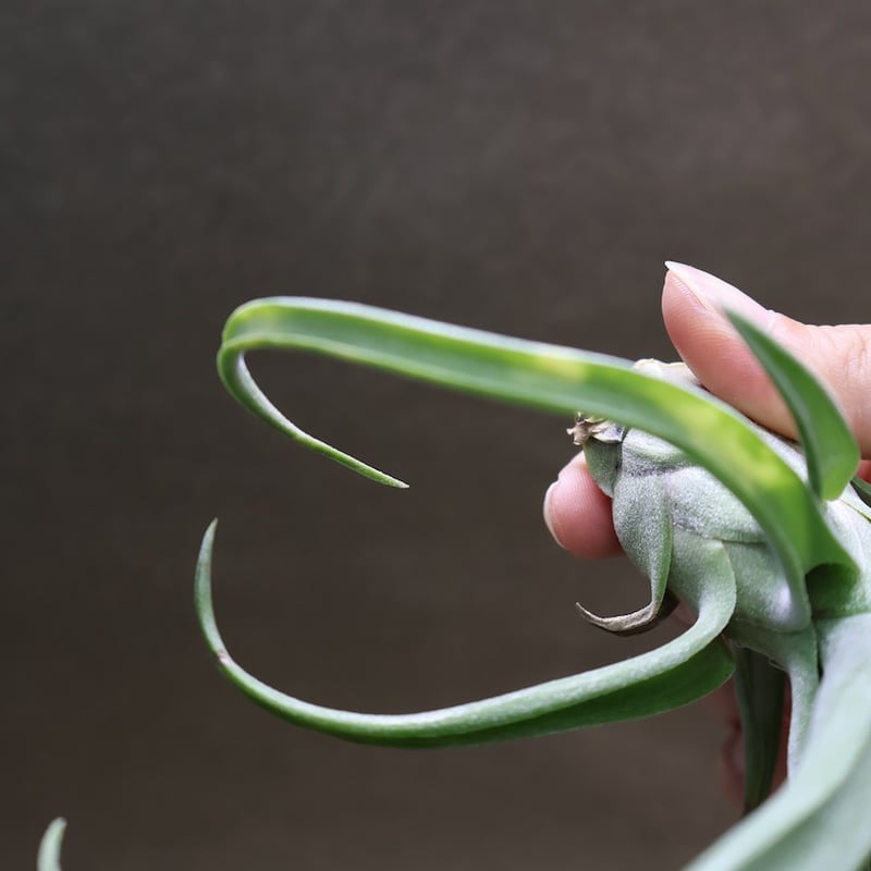 ショータイム × ストレプトフィラ Mサイズ03号 | air-plants TENGU-DO
