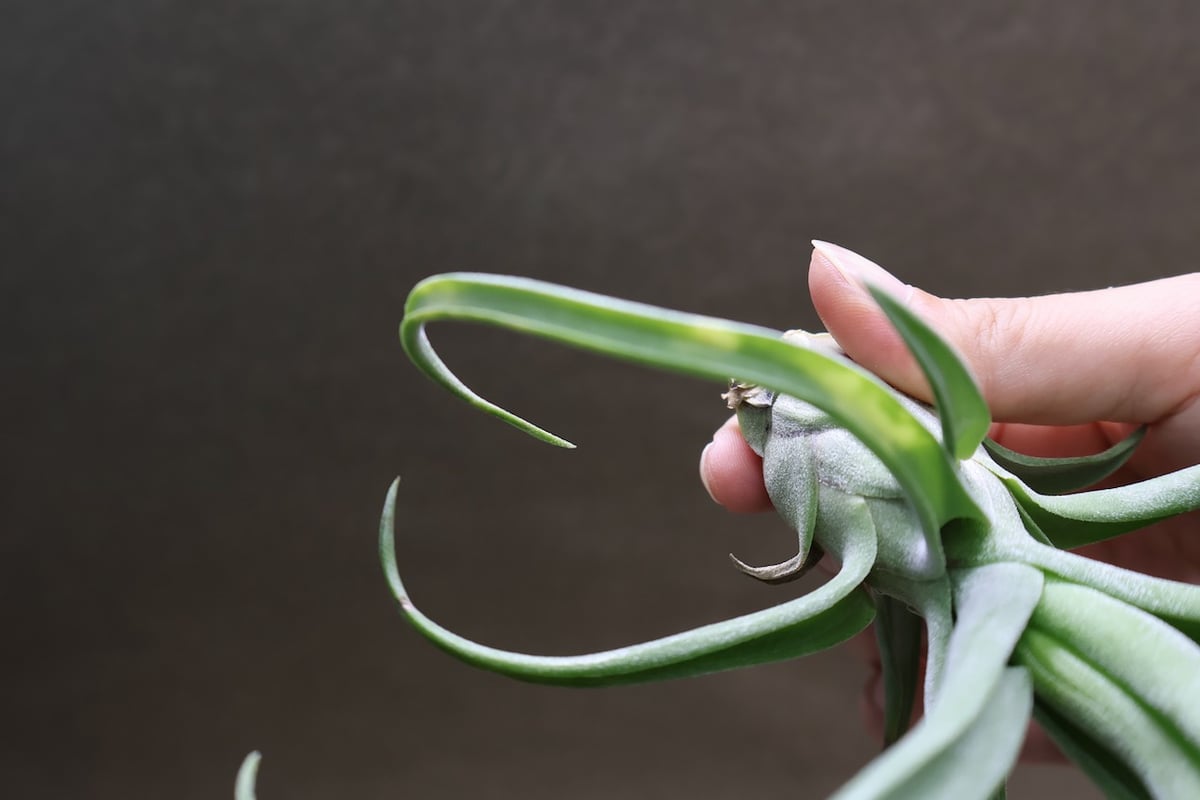 ショータイム × ストレプトフィラ Mサイズ03号 | air-plants TENGU-DO