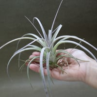 エクセルタ × イオナンタバンハイニンギー 03号