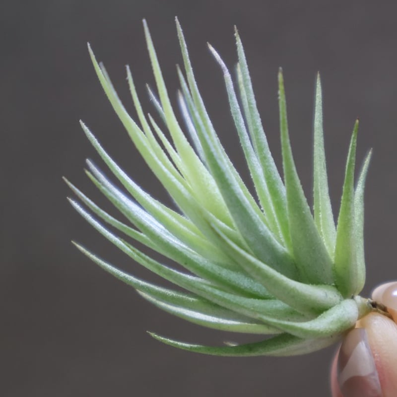 ロリアセア 16号 | air-plants TENGU-DO