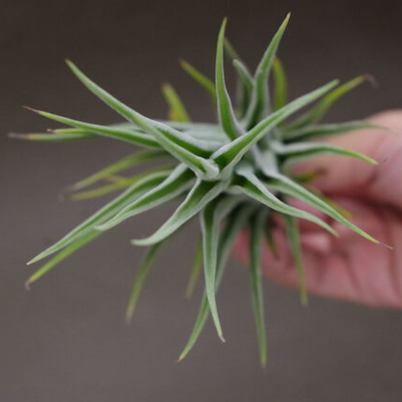 セレリアナ ミニパープル × ストレプトフィラ 01号 | air-plants