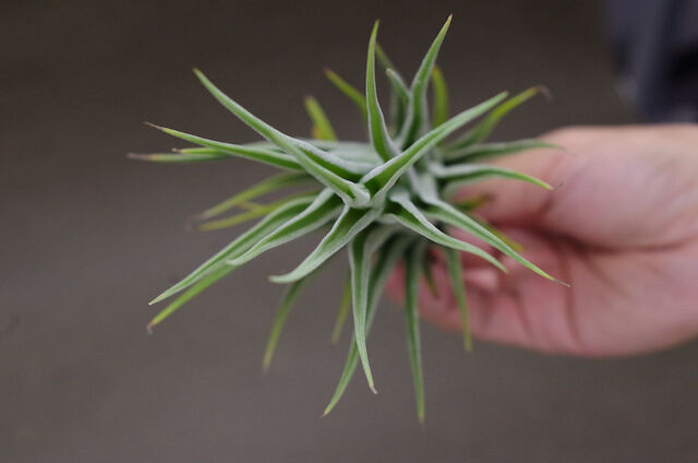 セレリアナ ミニパープル × ストレプトフィラ 01号 | air-plants TENGU-DO