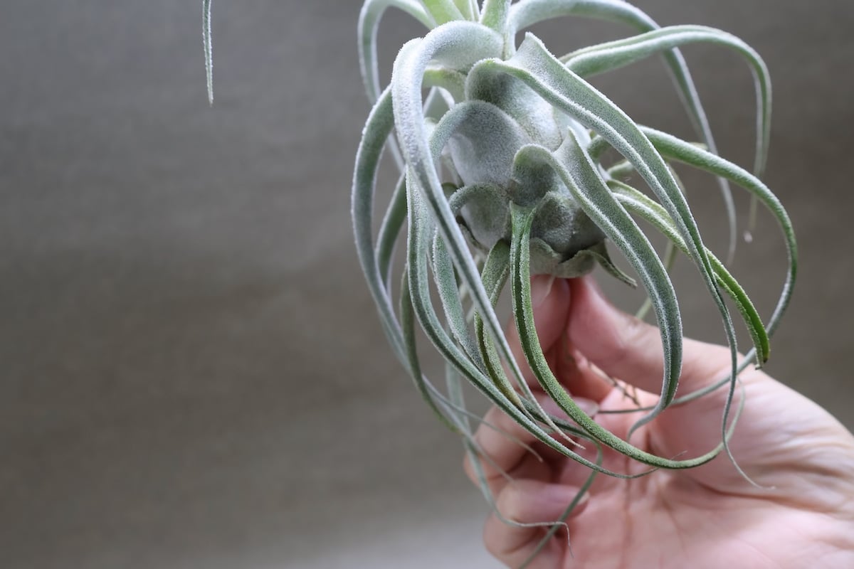 Tillandsia Lucille チランジア ルシール チランジア・ルシール Tillandsia Lucille (T. ehlersiana x T