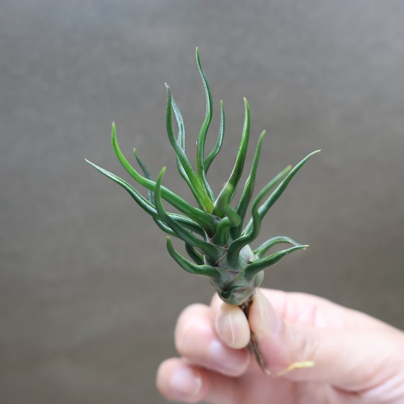 ブルボーサ タイニーダンサー | air-plants TENGU-DO