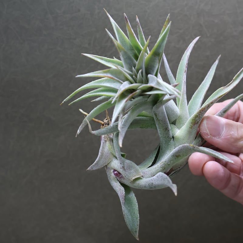 エディシアエ 49号 | air-plants TENGU-DO