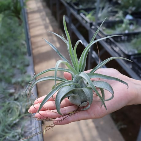 チランジア ティムズロイヤルトレジャー チランジア ティムズロイヤルトレジャー 現品) チランジア