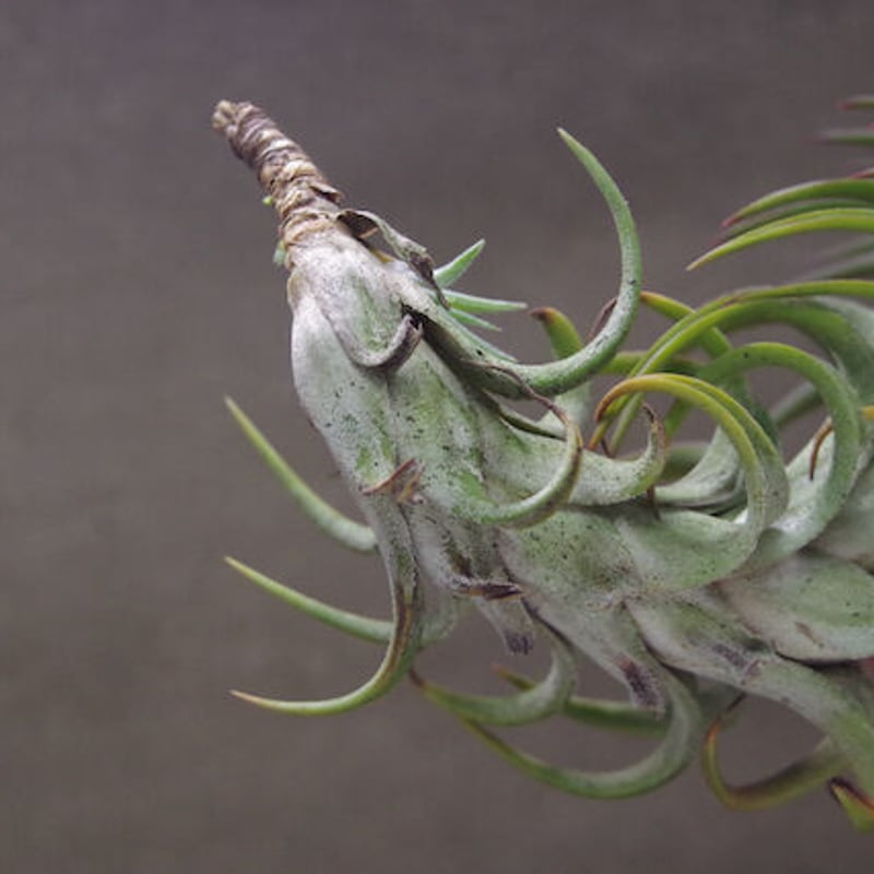イオナンタ バンハイニンギー 特大サイズ 06号 | air-plants TENGU-DO