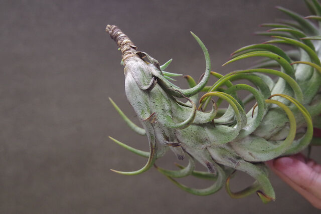 イオナンタ バンハイニンギー 特大サイズ 06号 | air-plants TENGU-DO